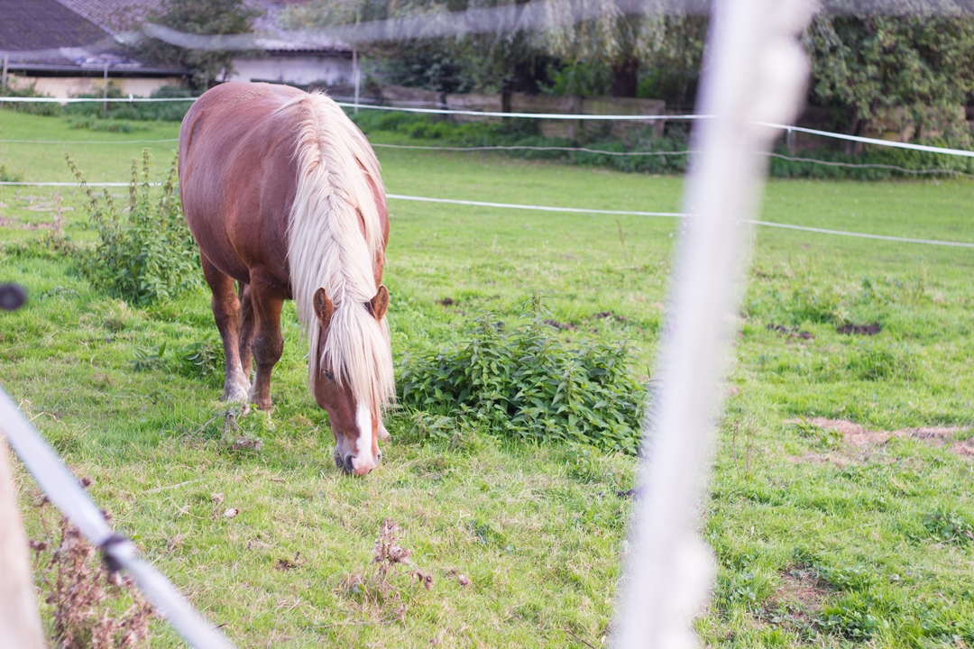 Haflinger auf Weide