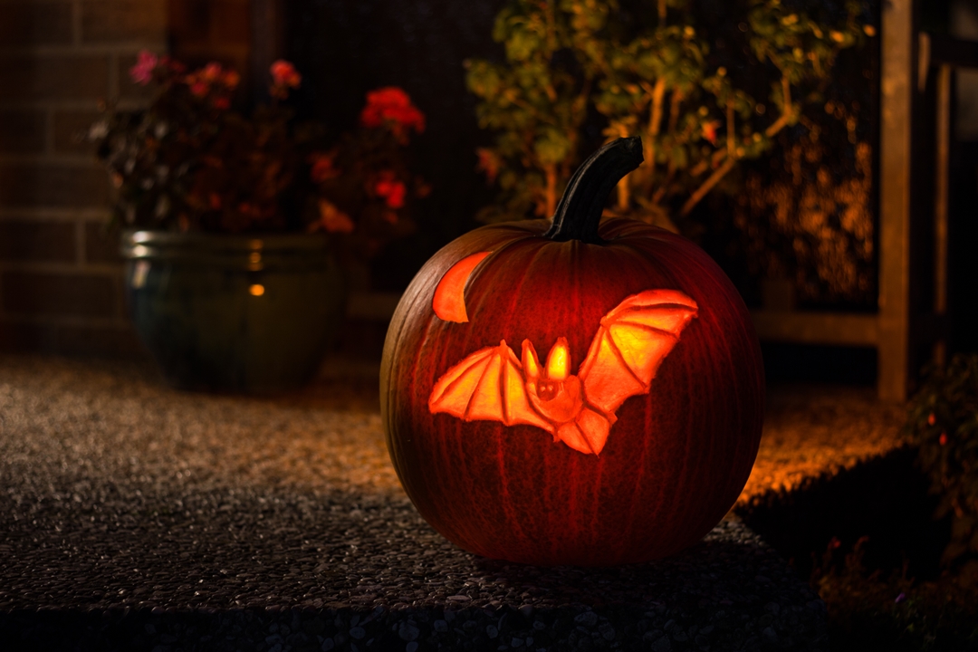 Halloween Kürbis Feldermaus