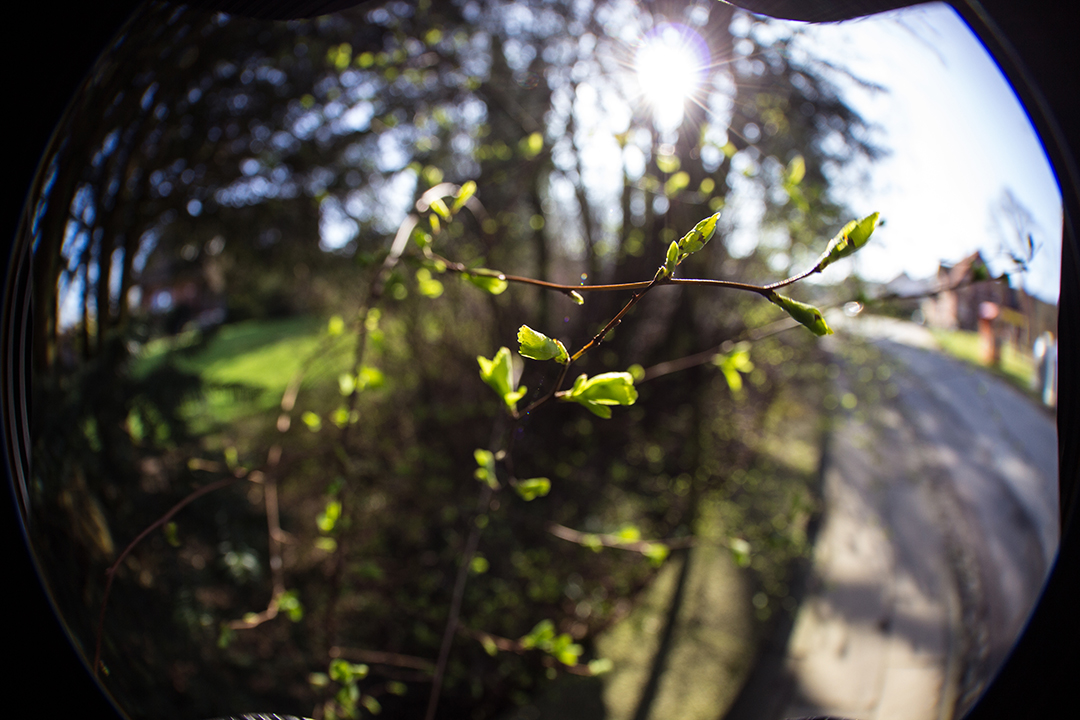 Fisheye Treibling Gegenlicht