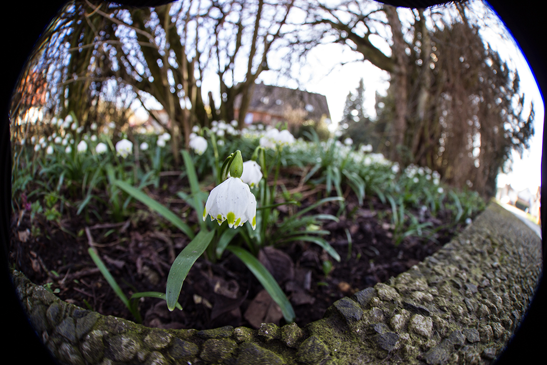 Fisheye Blume Haus