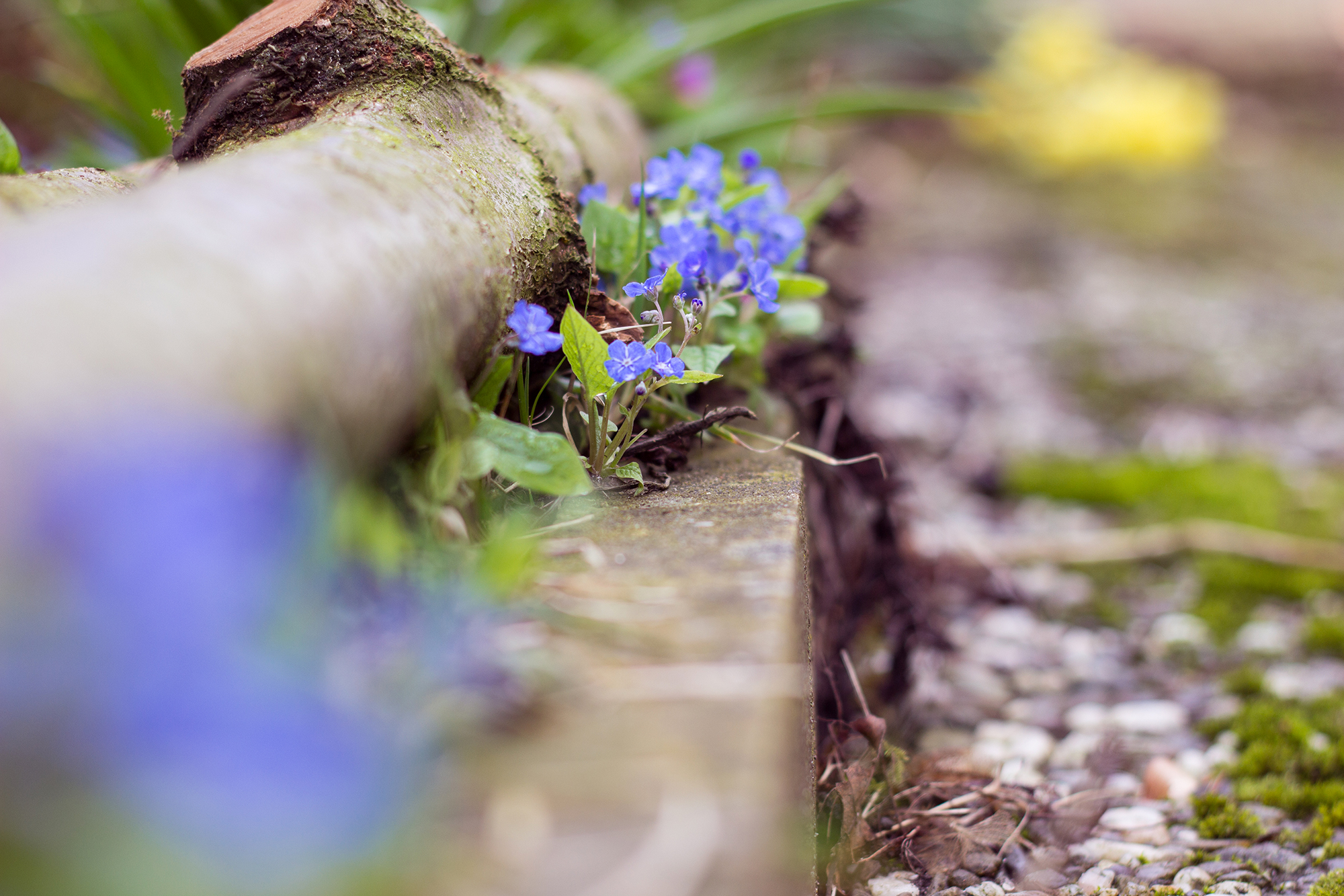 Bordstein Fotografie Blumen Frühling