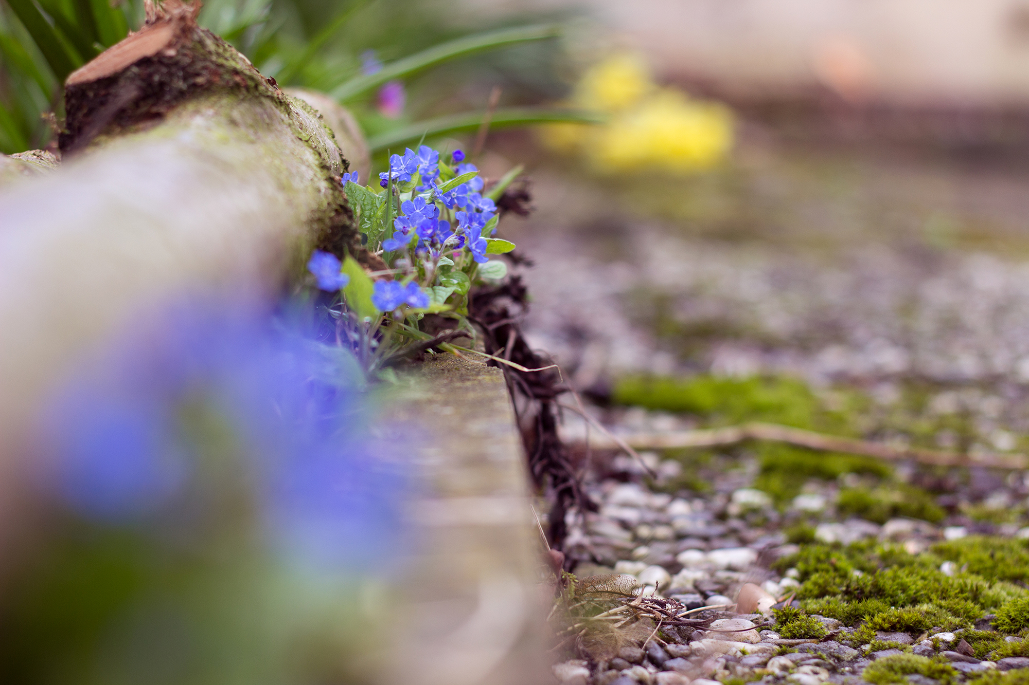 Bordstein Fotografie Blumen Frühling