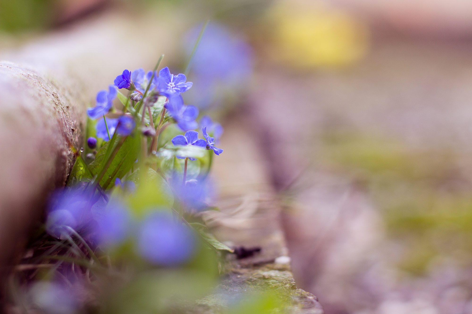 Bordstein Fotografie Blumen Frühling