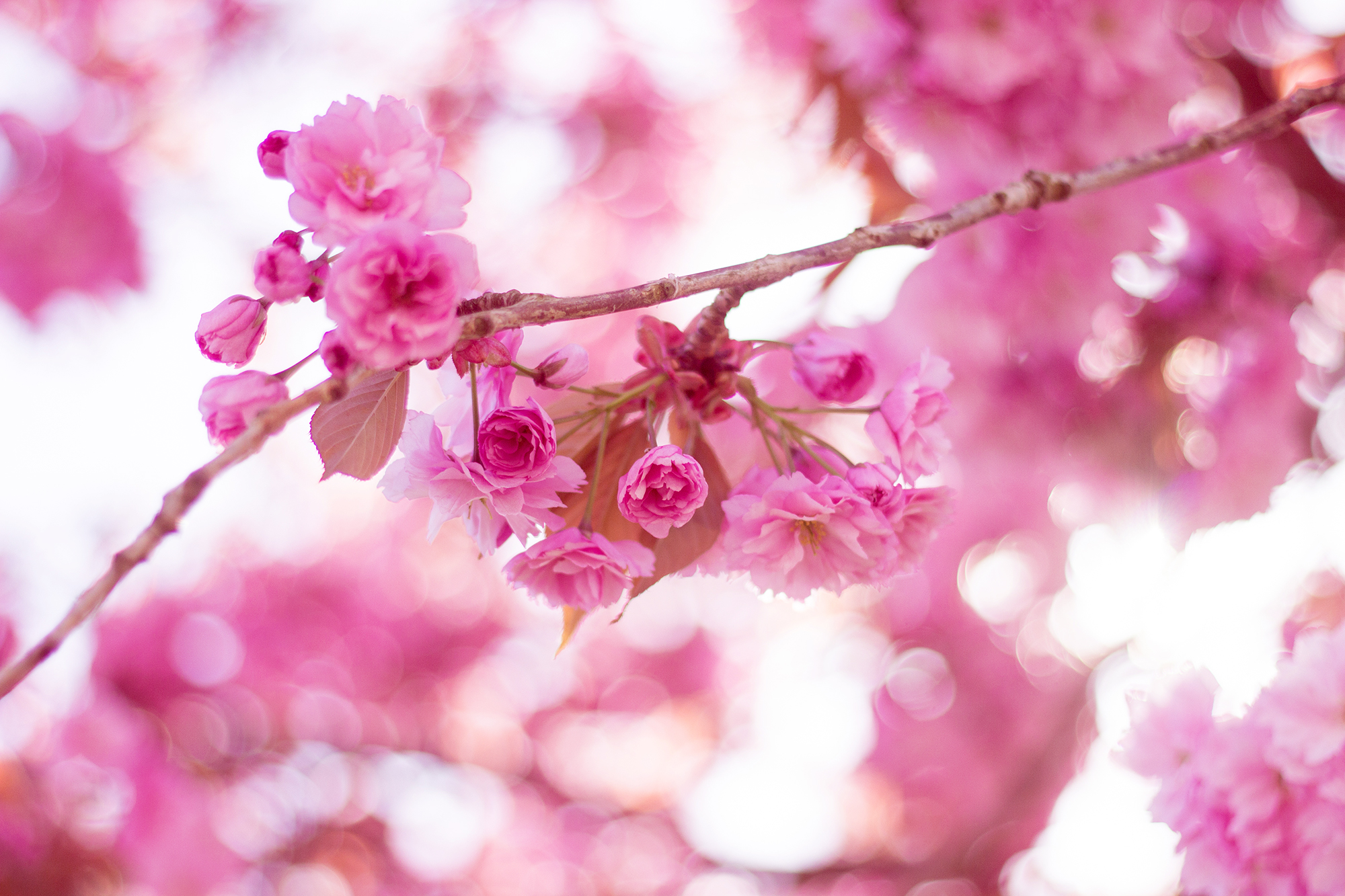 Japanische Zierkirsche Blüte