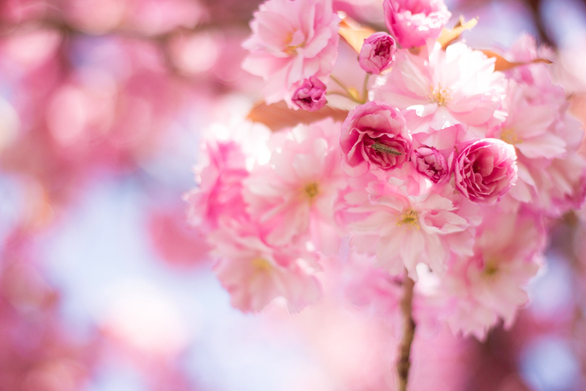 Japanische Zierkirsche Blüte