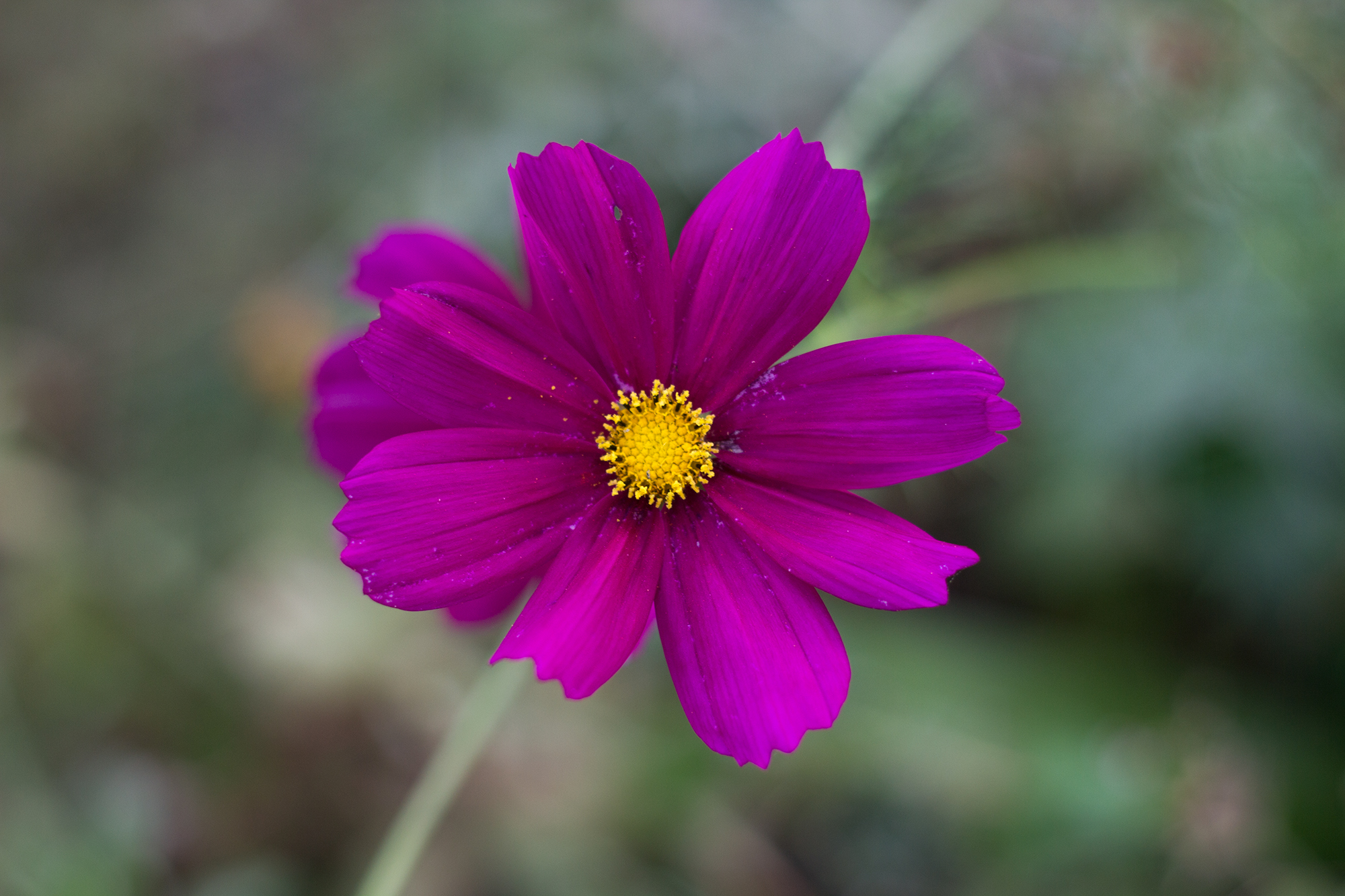 Blume normal belichtete