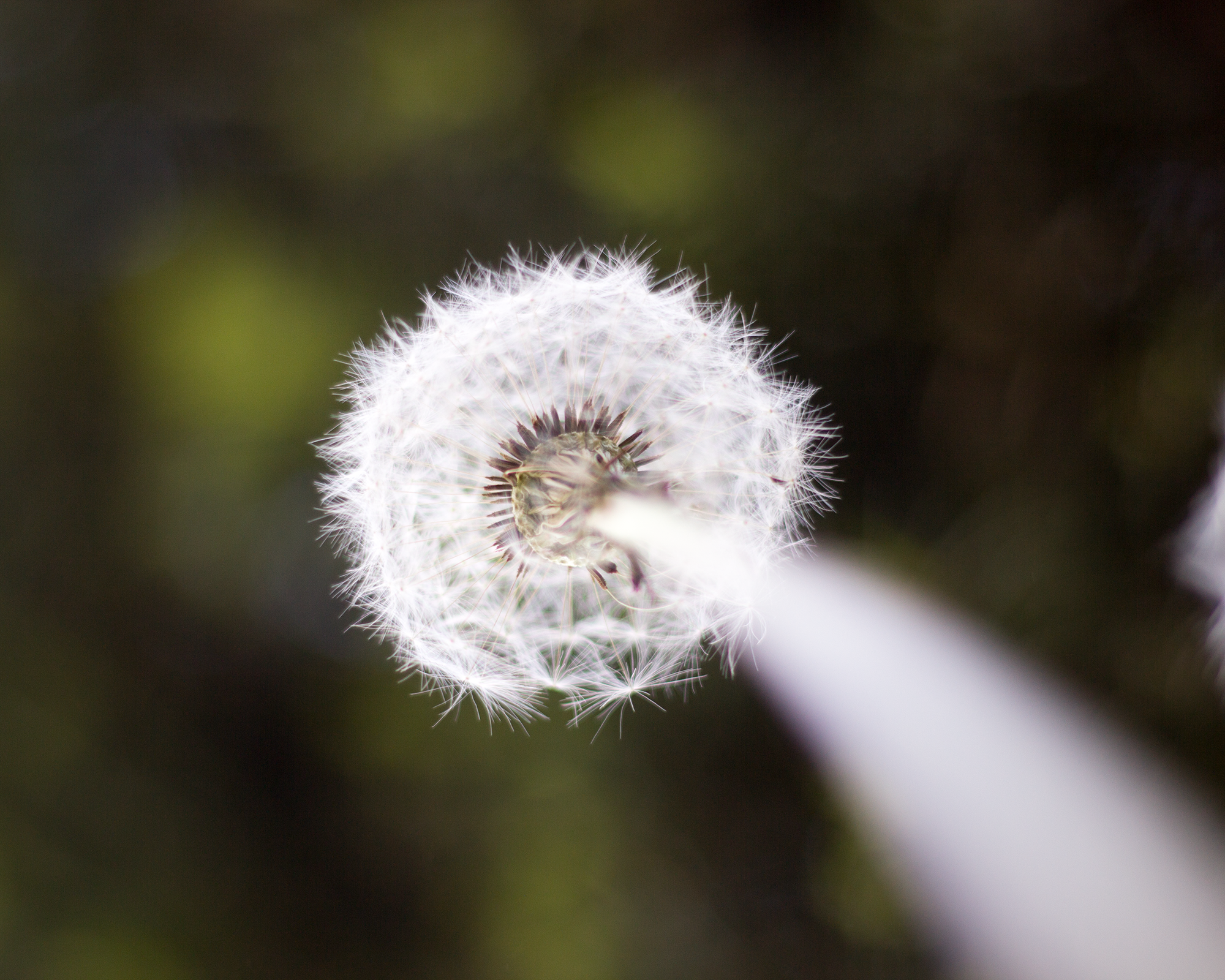Pusteblume Froschperspektive