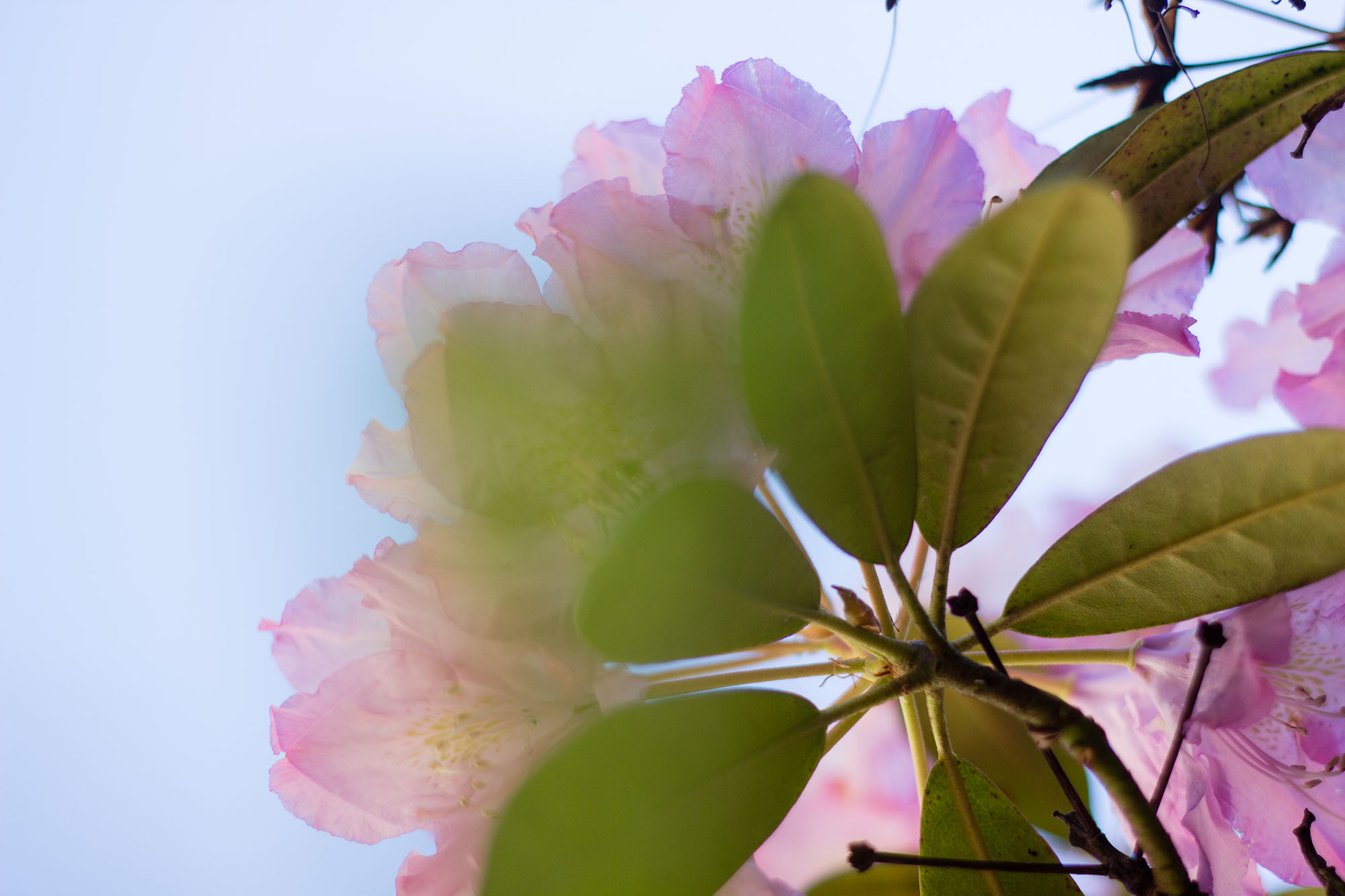 Blumen Busch Froschperspektive