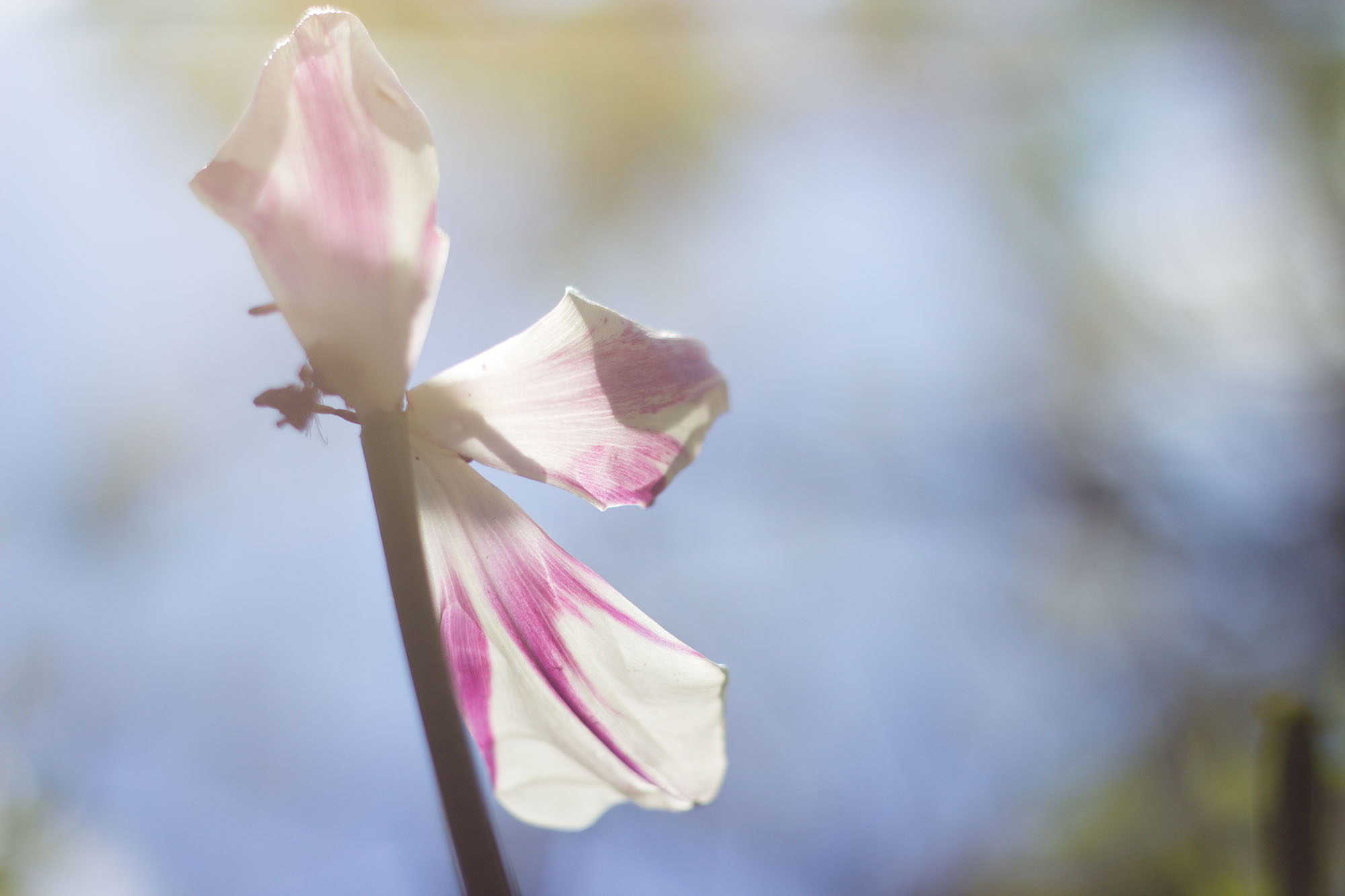 Tulpe Gegenlicht Froschperspektive