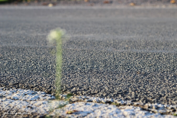 Straßenfotografie Unkraut