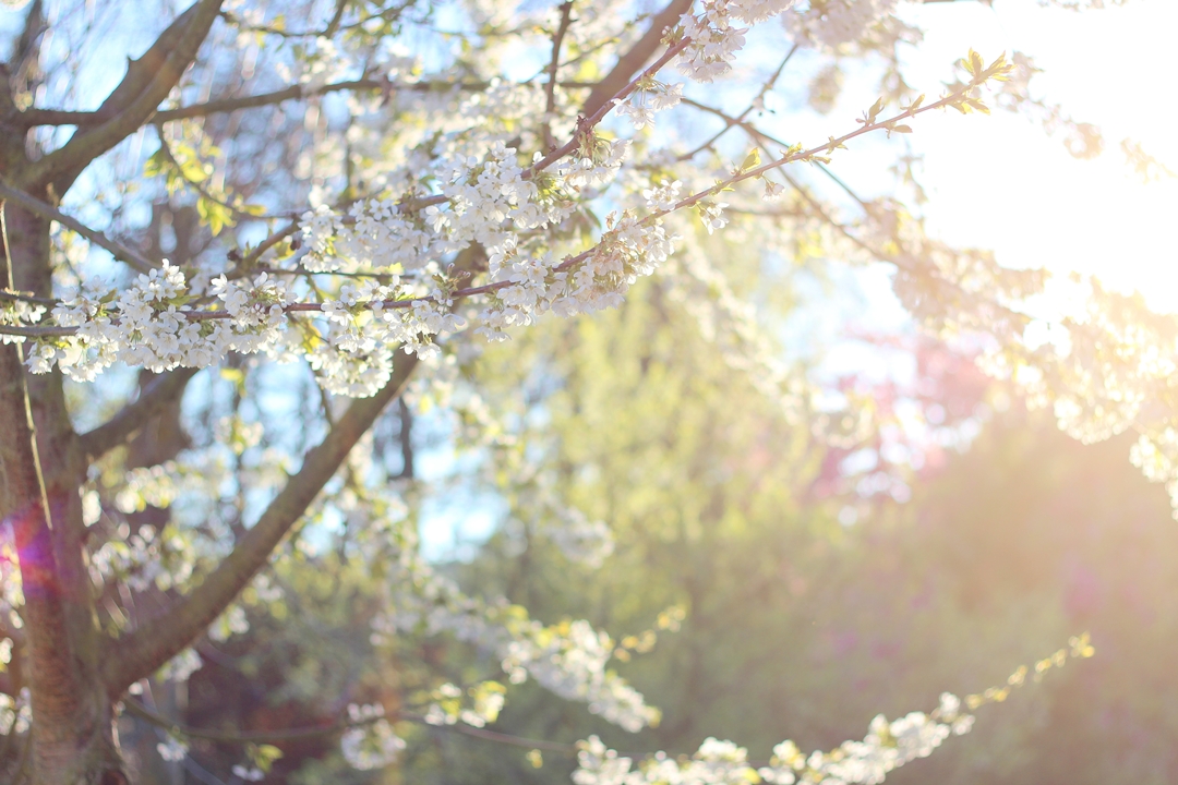 Kirschbaum Frühling CEWE Poster