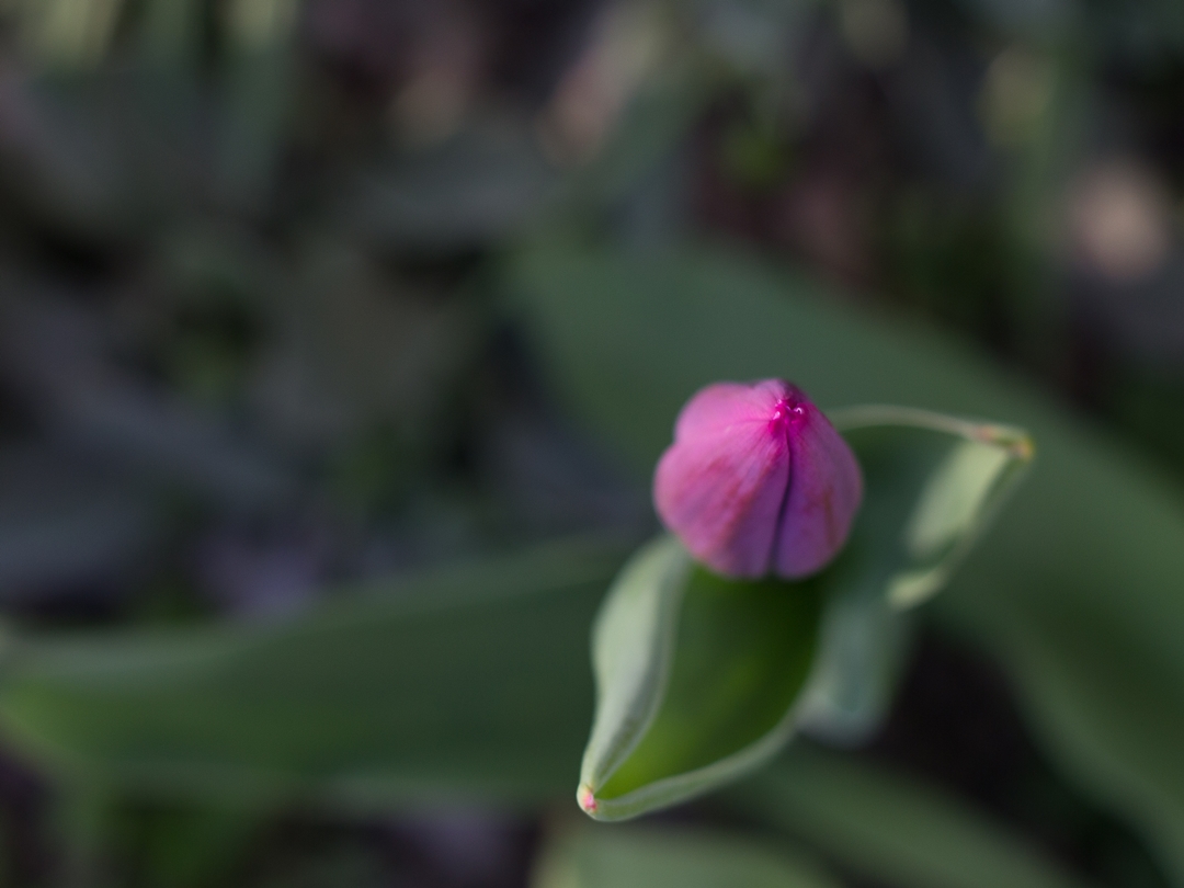 Lila Tulpe Vogelperspektive