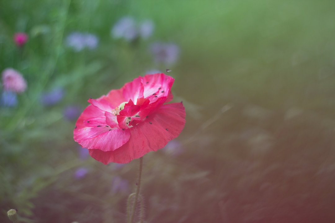 Mohn Rosa Verlaufsfilter