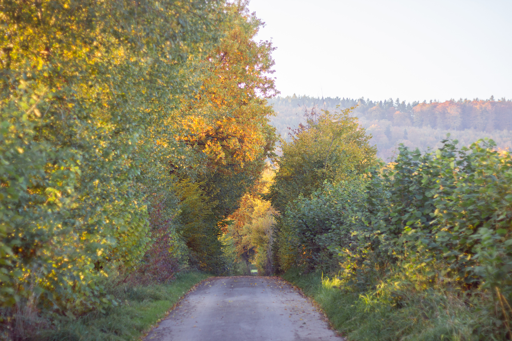 Location Waldweg Herbst