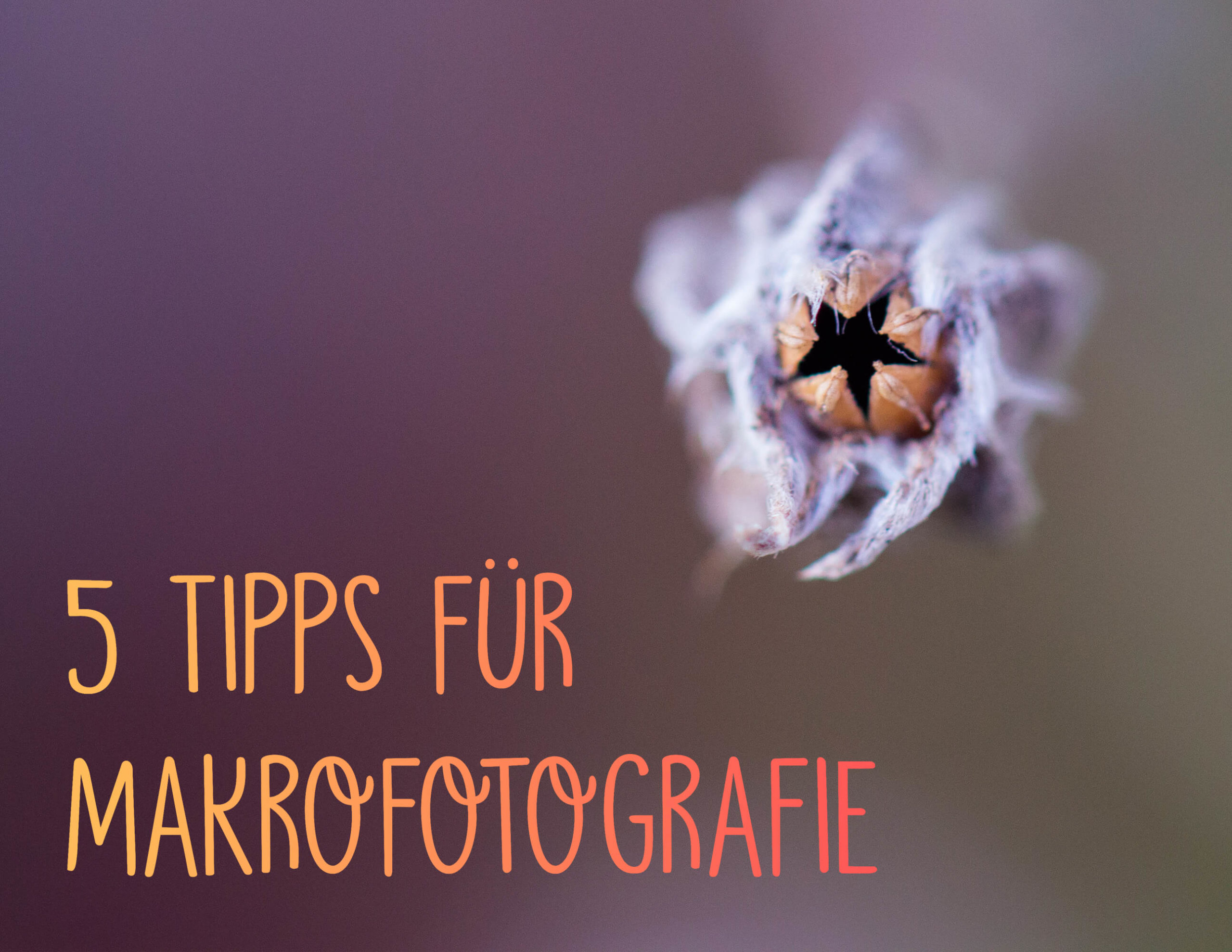 Makrofotografie 5 Tipps