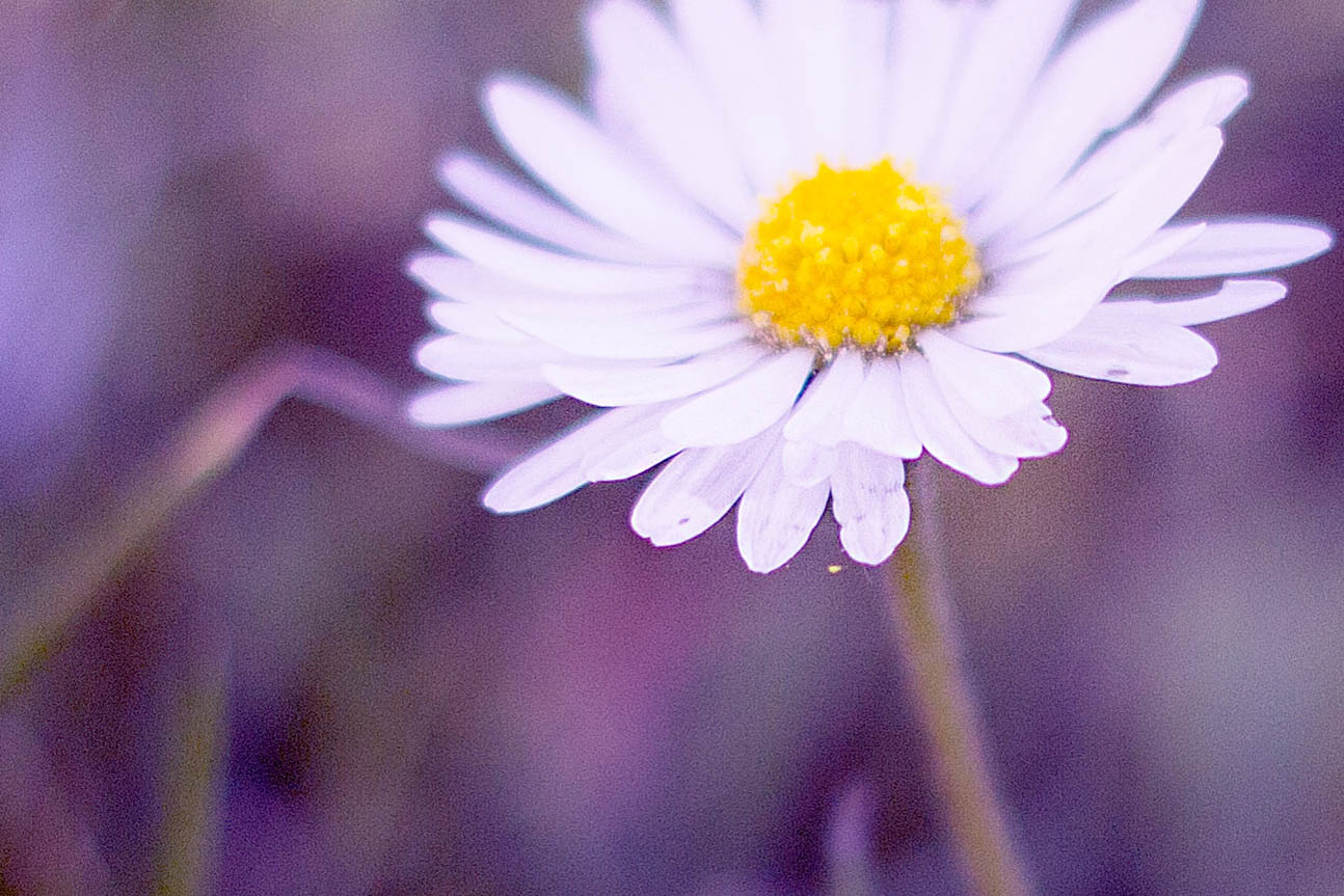 Gänseblümchen falsches Makro Gänseblümchen falsches Makro