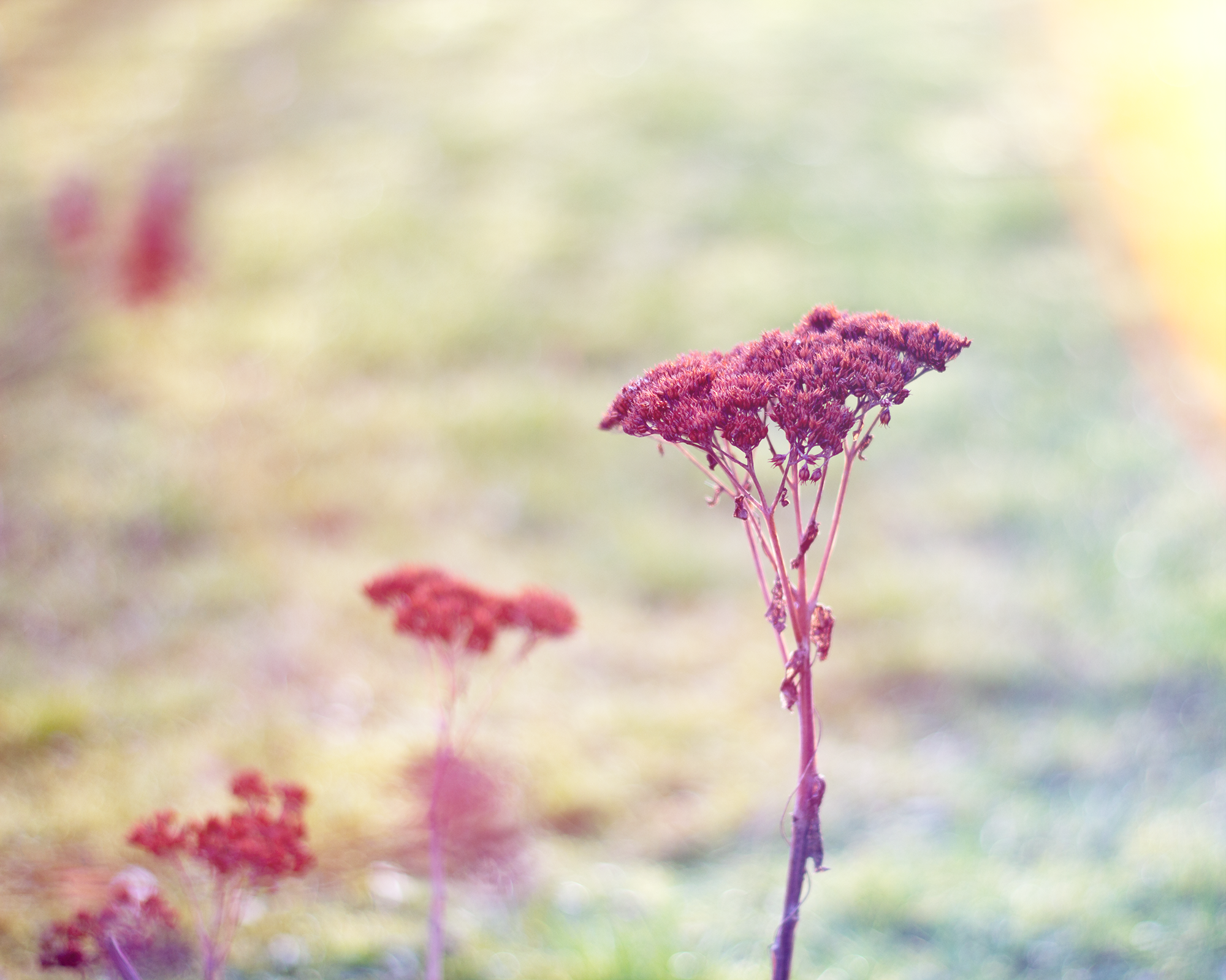 Lens Flares RawExchange Natur