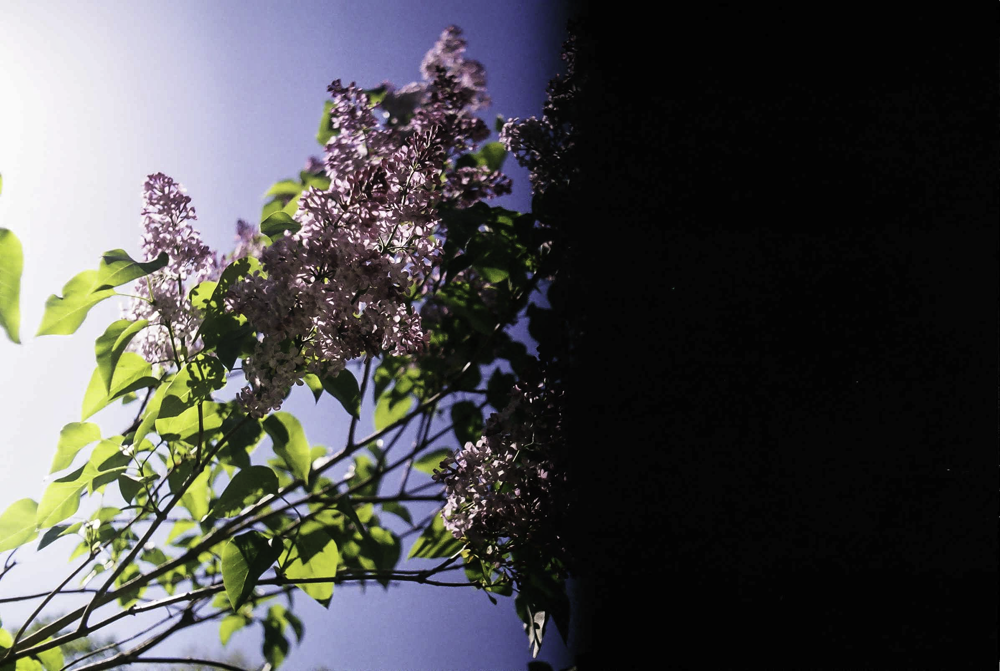 analoge Fotografie Flieder